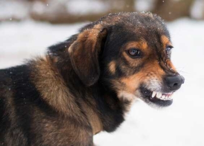 Собака искусала ребенка в Хабаровском крае, девочку спасли прохожие